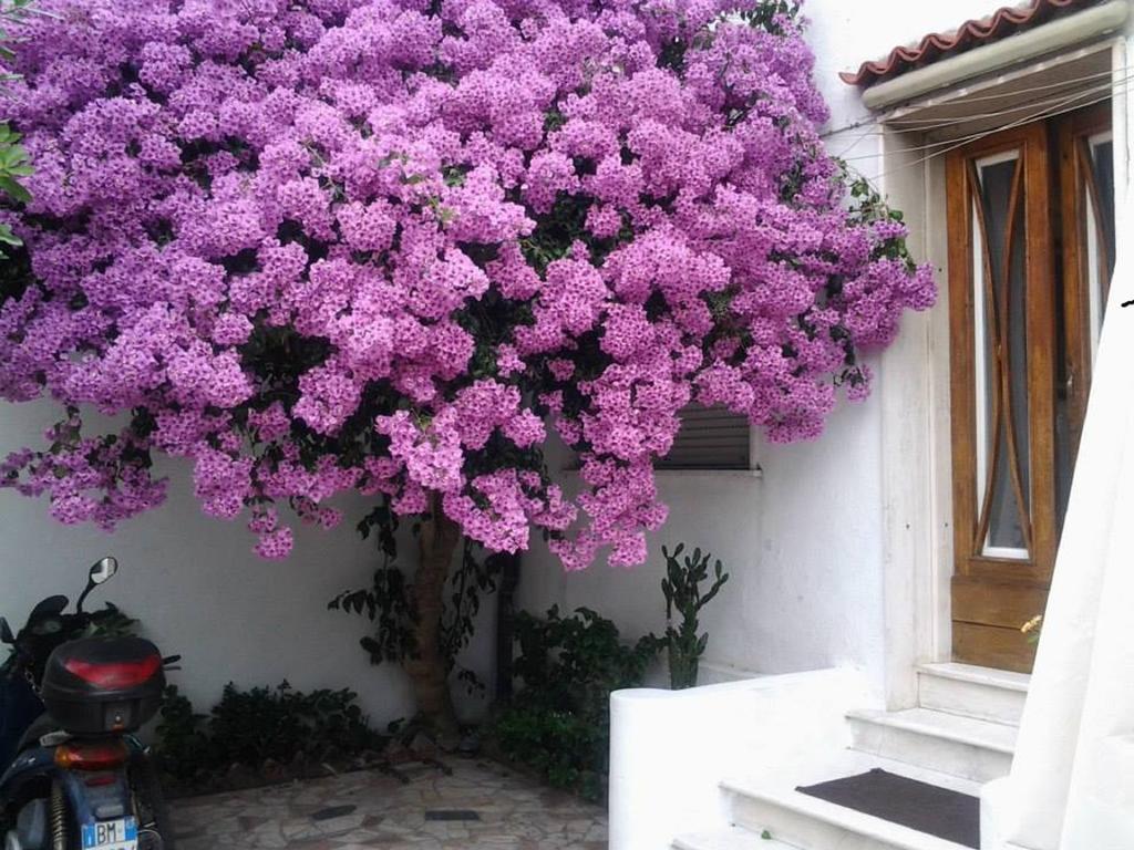 Villa Lea Viareggio Quarto foto